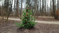 Plötzlich ein Christbaum