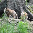 Plötzlich erscheinen zwei Fuchswelpen am Bau.