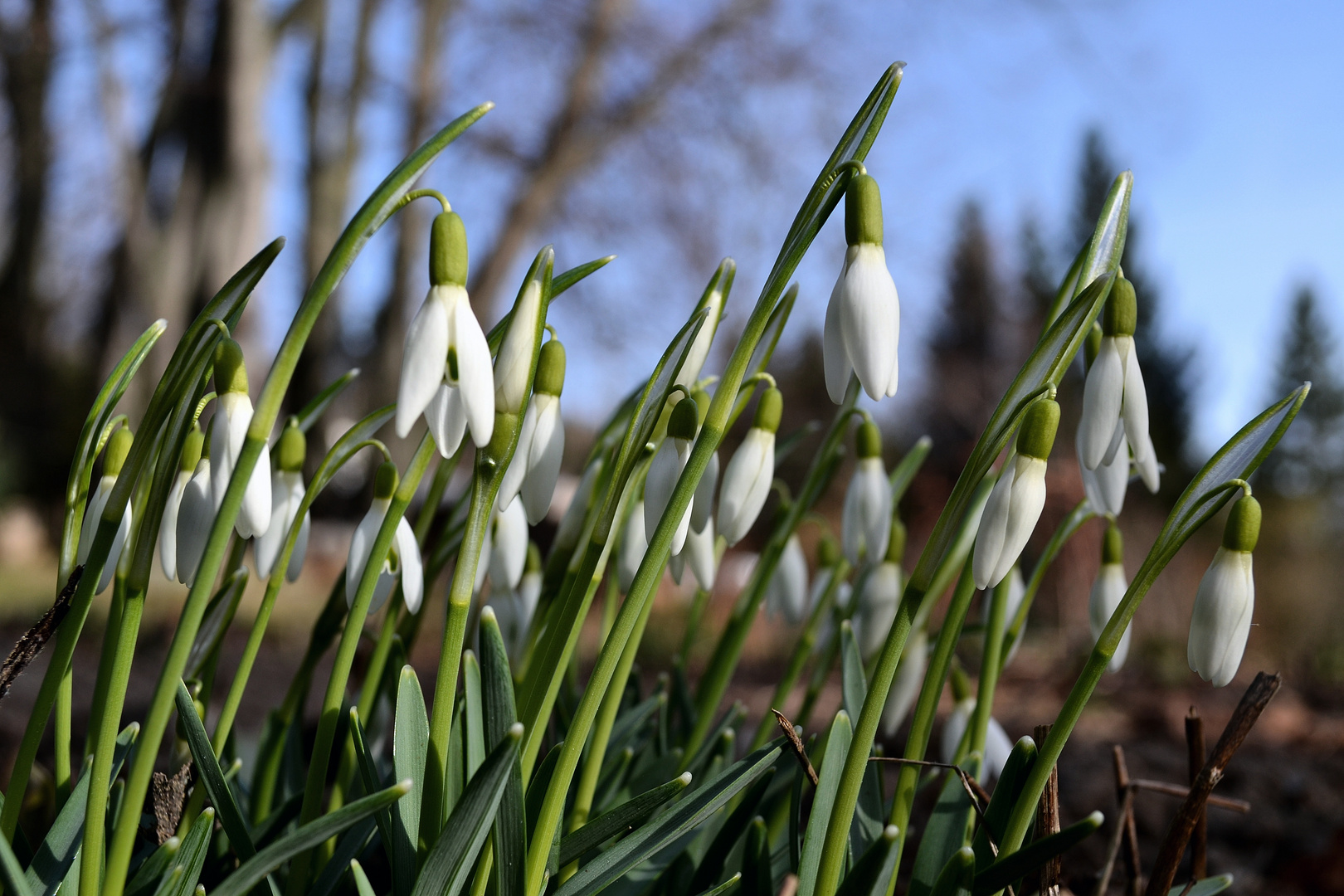 ... plötzlich Frühling...