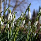 ... plötzlich Frühling...