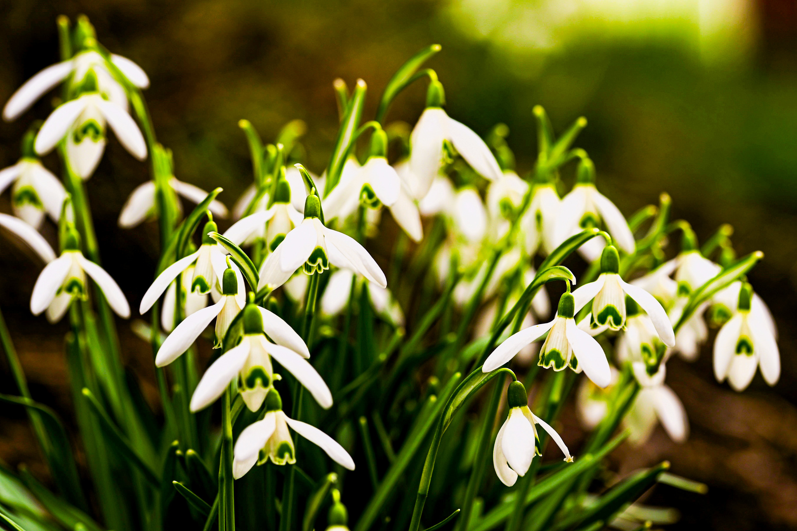 Plötzlich Frühling...