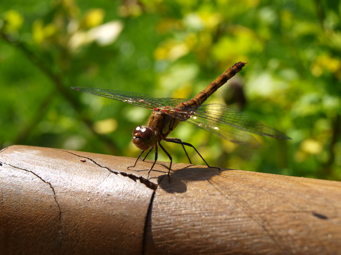 Plötzlich im Garten entdeckt