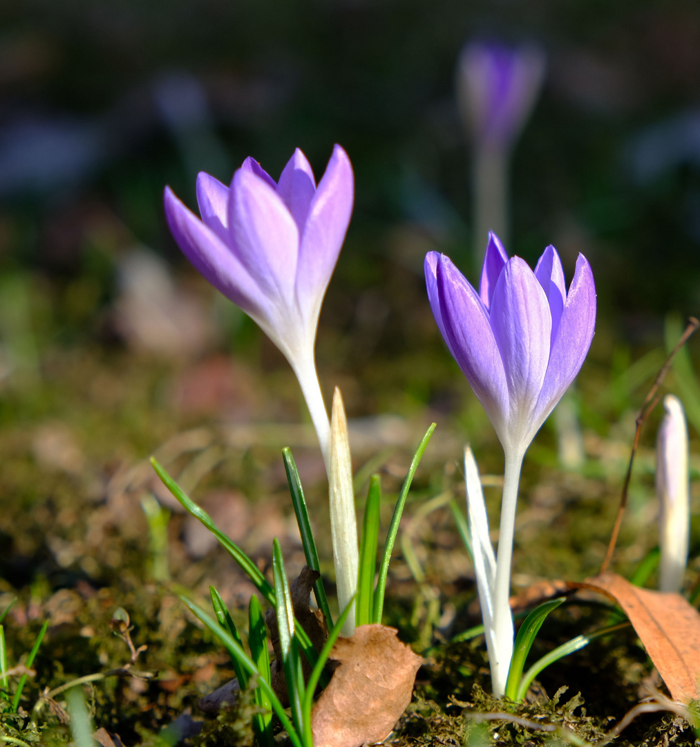 Plötzlich ist es Frühling geworden