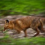 Plötzlich lief der Fuchs vor meine Füße und ...