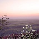 plötzlich nebel