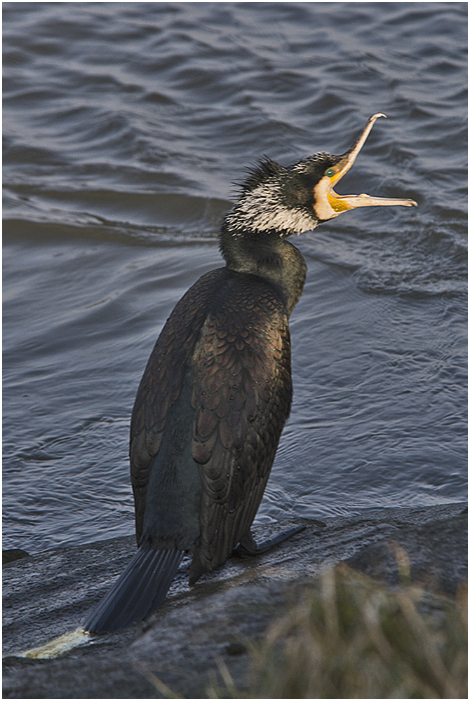 Plötzlich riss der Kormoran den Schnabel weit auf .   