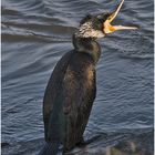 Plötzlich riss der Kormoran den Schnabel weit auf .   