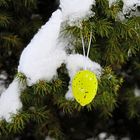 Plötzlich Schnee