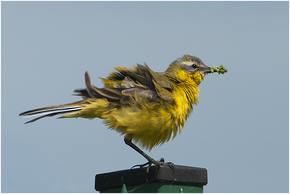 Plötzlich schüttelte sich die Schafstelze (Motacilla flava) . . .