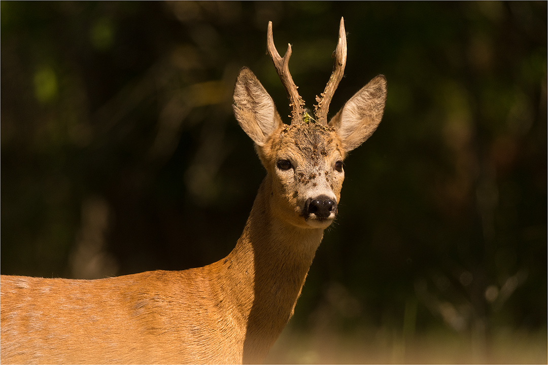 Plötzlich stand er da - mitten im Wald!