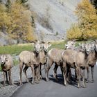 Plötzlich standen sie vor uns......