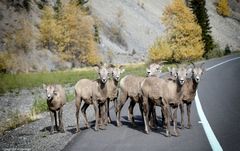 Plötzlich standen sie vor uns......