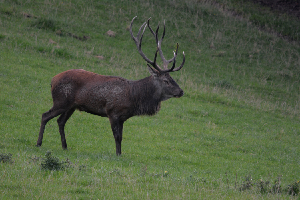 Plötzlich steht der alte Hirsch in Fotonähe