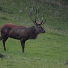 Plötzlich steht der alte Hirsch in Fotonähe