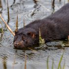 Plötzlich tauchte der Mink auf