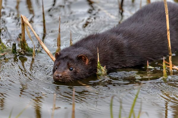 Plötzlich tauchte der Mink auf
