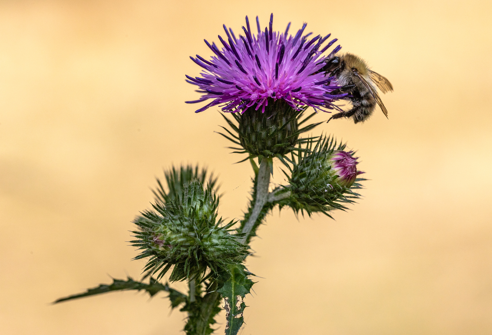 Plötzlich war die Hummel im Bild.