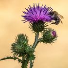 Plötzlich war die Hummel im Bild.