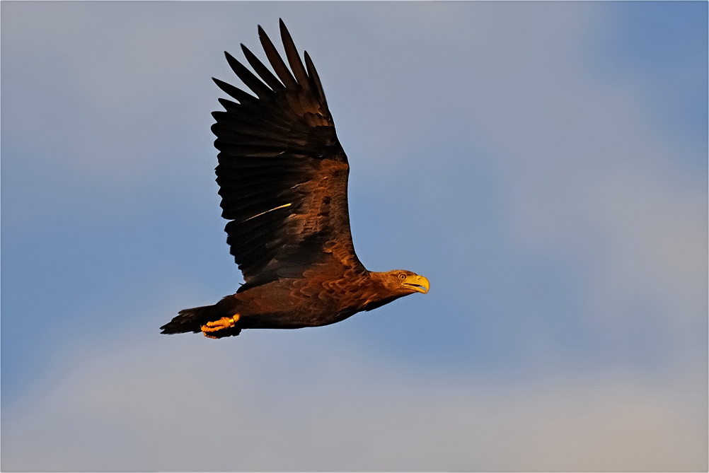 plötzlich war er da, der Adler