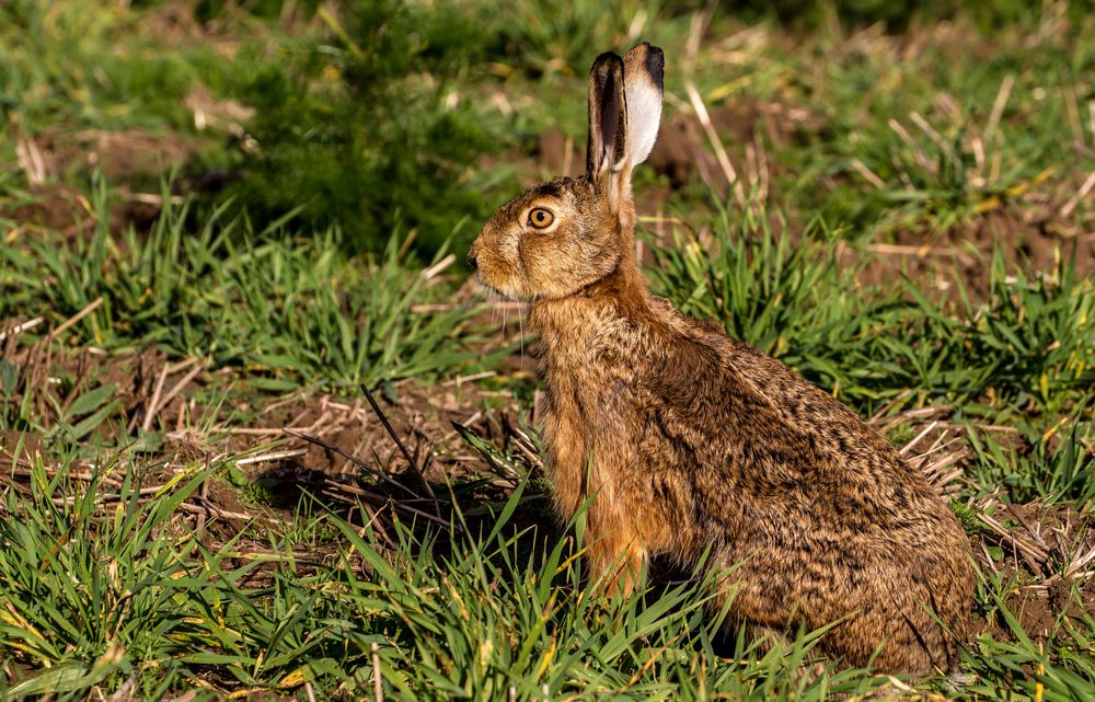 Plötzlich war "Hasi" da