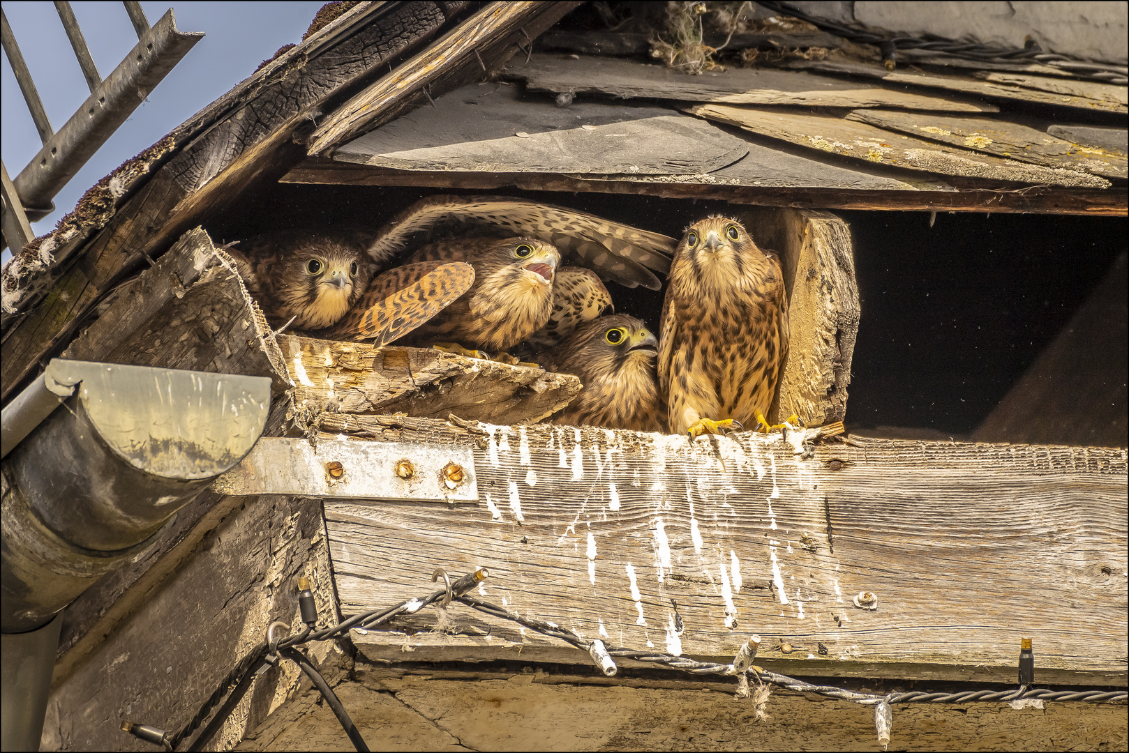 Plötzlich war ordentlich "Hoscha" im Nest...