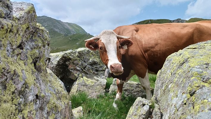 Plötzlich war sie da, die Kuh Elsa ! ;-))