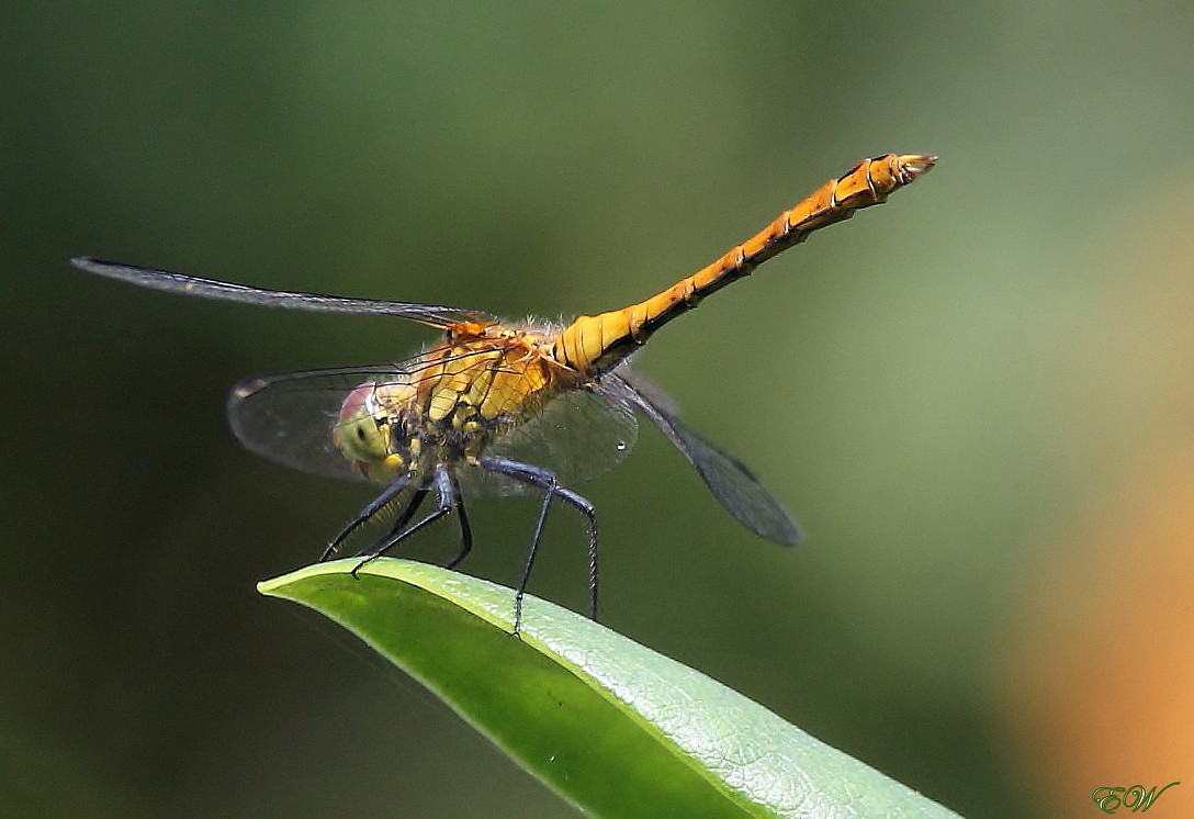 plötzlich war sie da... - eine 'Gefleckte Heidelibelle' - Weibchen - Sympetrum flaveolum