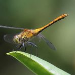 plötzlich war sie da... - eine 'Gefleckte Heidelibelle' - Weibchen - Sympetrum flaveolum