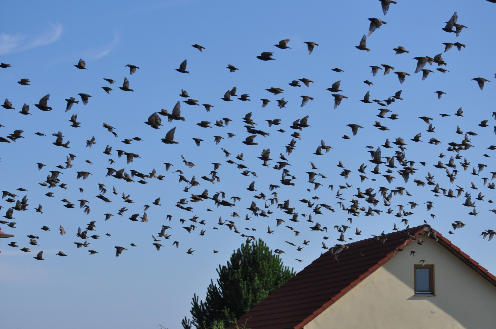 Plötzlich waren Vögel da...