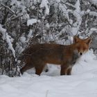 Plötzlich wieder Winter.... II