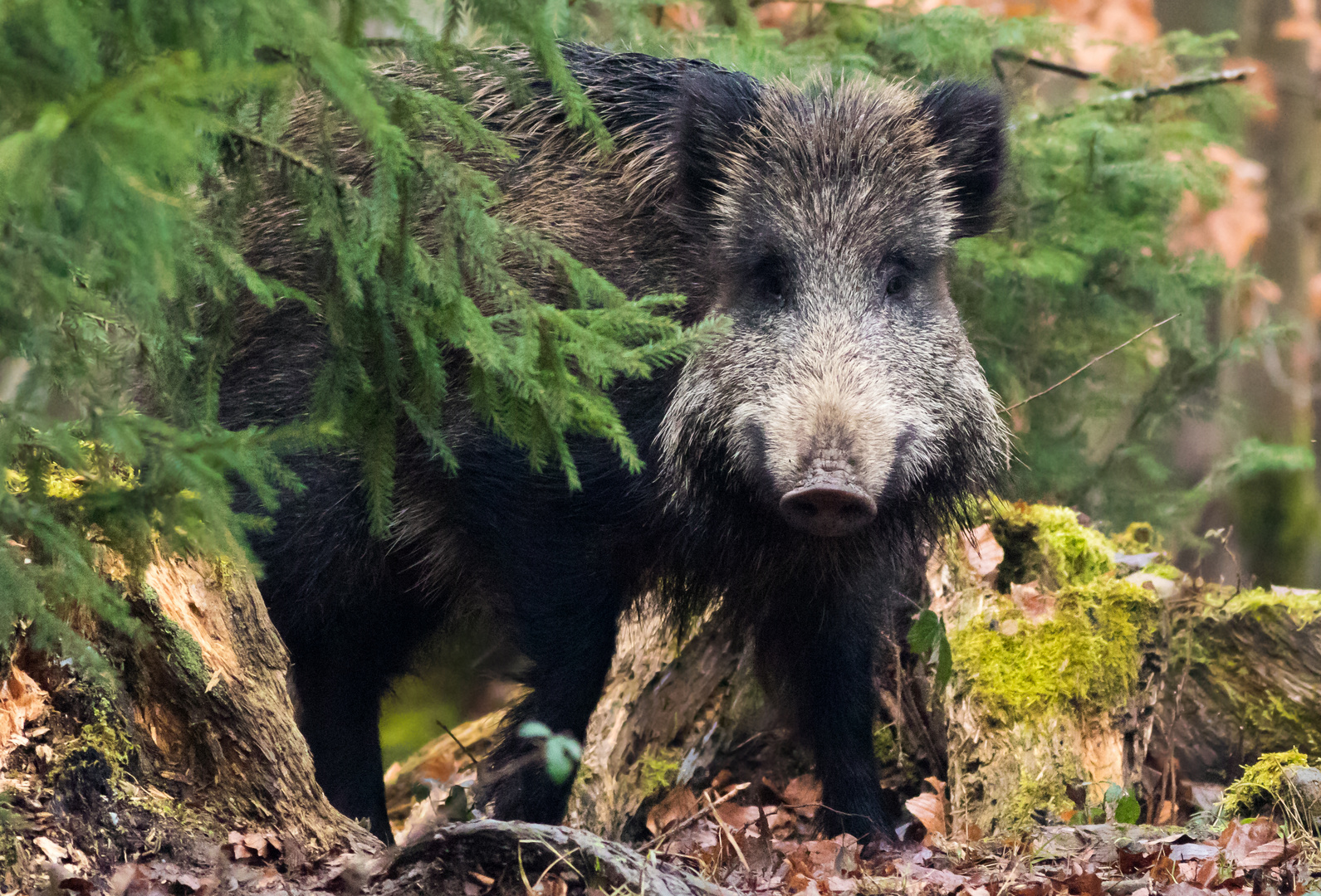 Plötzlich Wildschwein! 