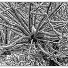 Plötzlich Winter vor dem Fenster