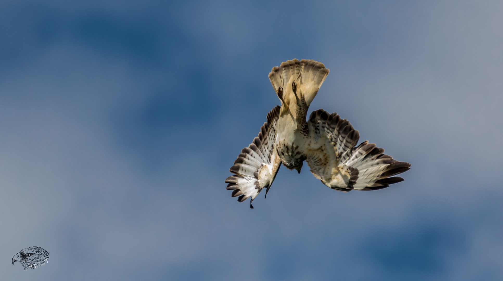 Plötzlicher Sturzflug