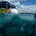 Plongée à l'Ile Maurice