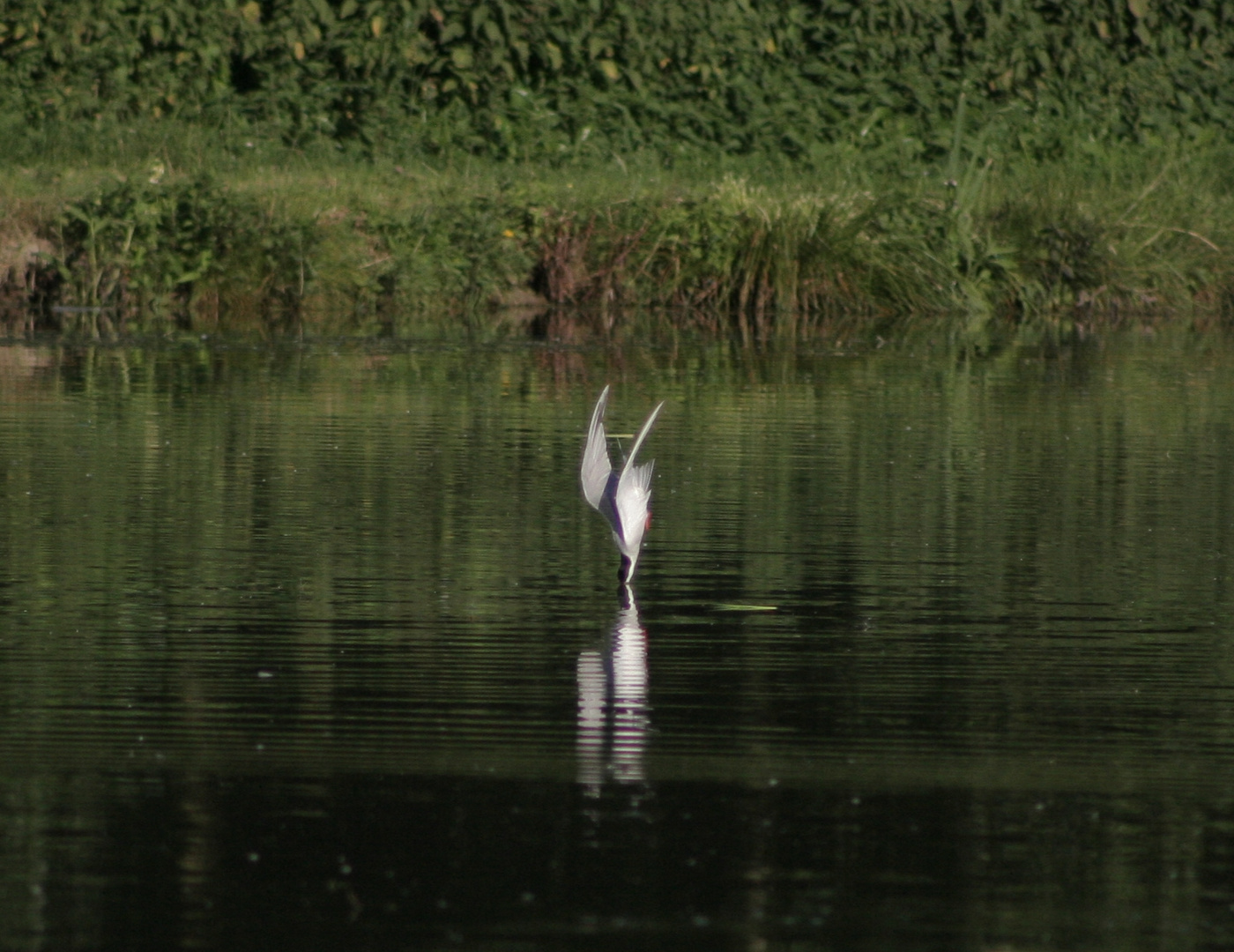 plongeon