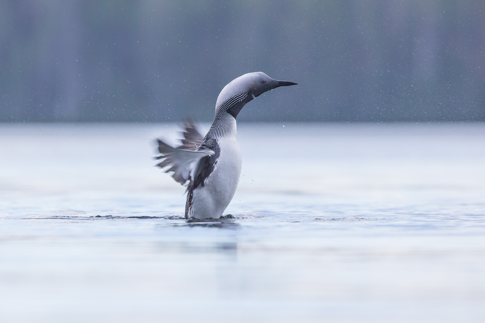 Plongeon arctique