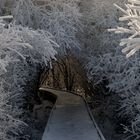 Plongeon au coeur de l'hiver