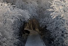 Plongeon au coeur de l'hiver