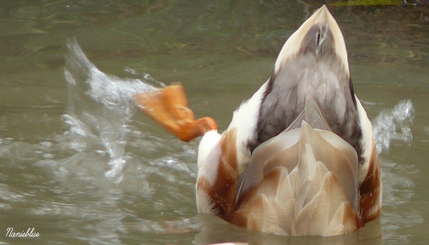 Plongeon