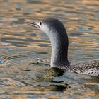 Plongeon Catmarin 