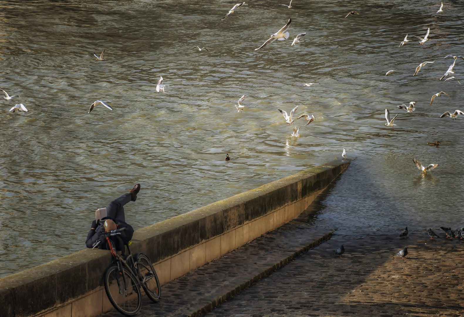 Plongeon dans la lecture