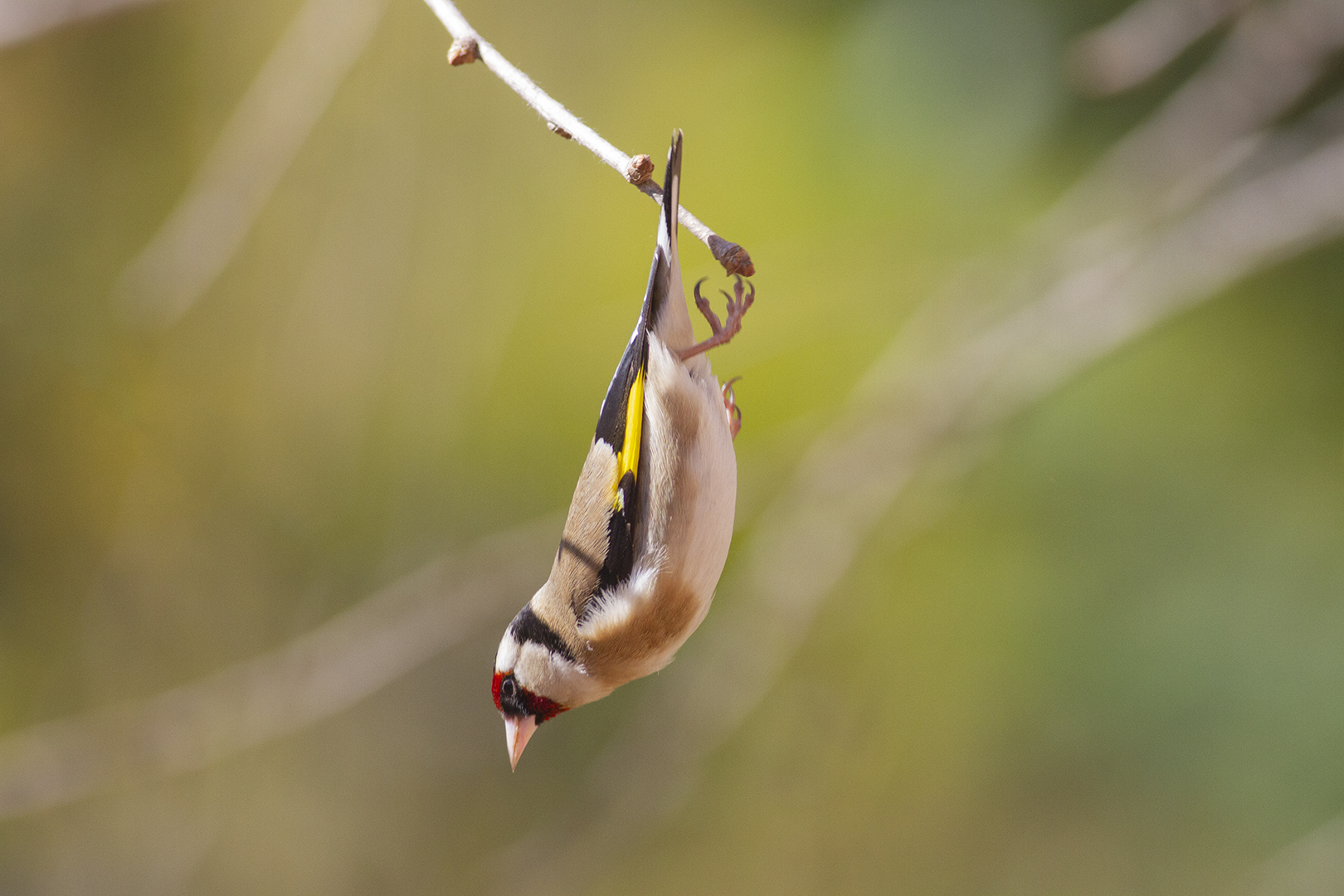 Plongeon de Chardonneret