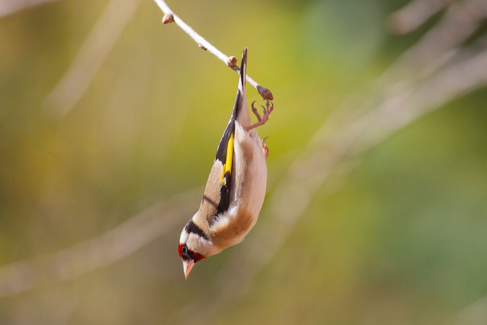 Plongeon de Chardonneret