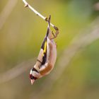 Plongeon de Chardonneret