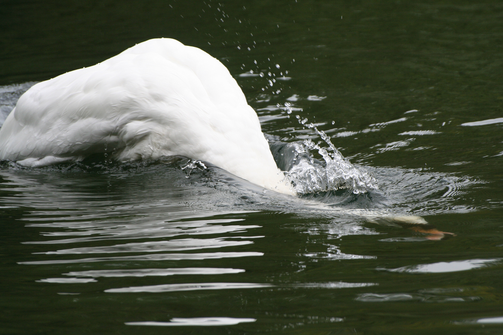 PLONGEON DE CYGNE