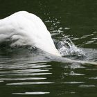 PLONGEON DE CYGNE