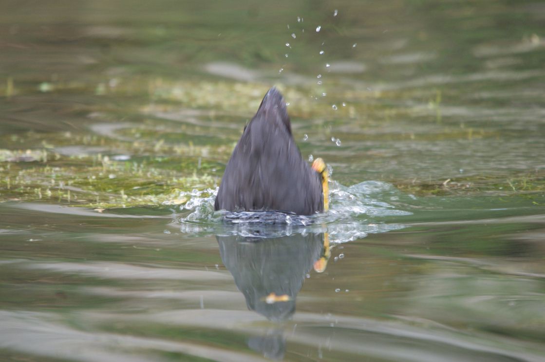 Plongeon impérieux