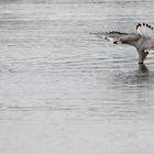 PLongeur Pêcheur