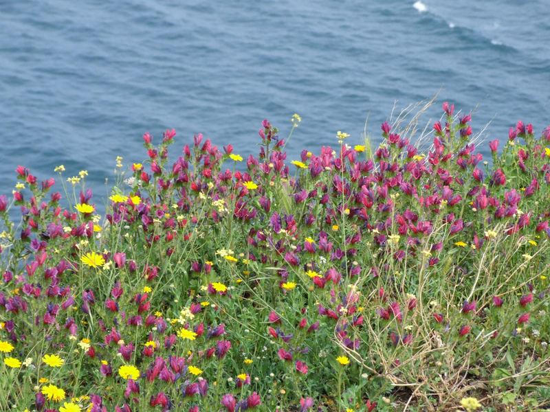 plongez dans l'eau où les fleurs ! bien sur dans le bonheur !