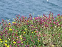 plongez dans l'eau où les fleurs ! bien sur dans le bonheur !